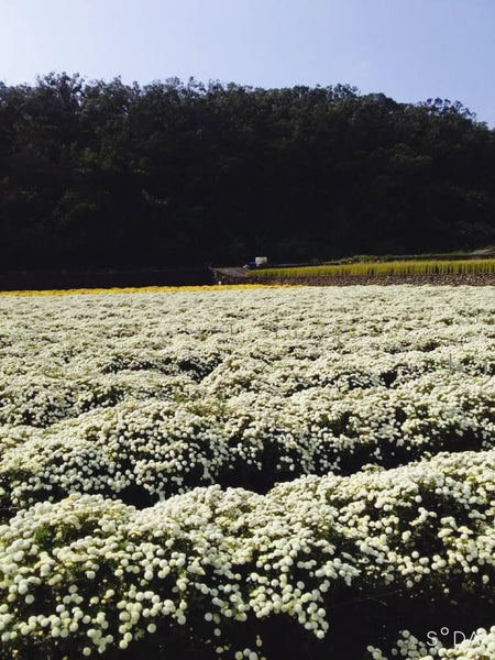 Snow Chrysanthemum, Caffeine Free Tea