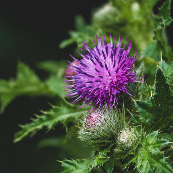 New! Organic Milk Thistle Tea Bags, Caffeine-Free