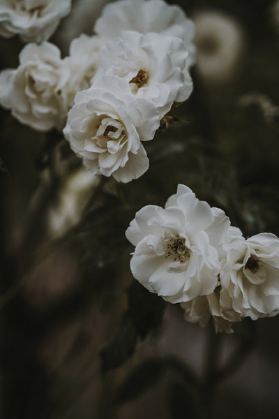 Snow Rose Tea Blend, Caffeine-Free