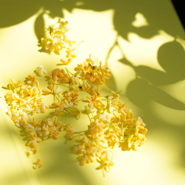 Restocked! Sweet Olive Flower (Osmanthus) Oolong