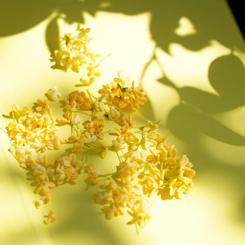 Restocked! Sweet Olive Flower (Osmanthus) Oolong