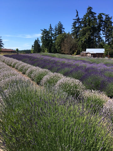 Lavender White Tea