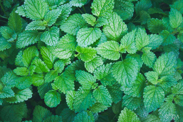 Lemon Balm - Caffeine-Free