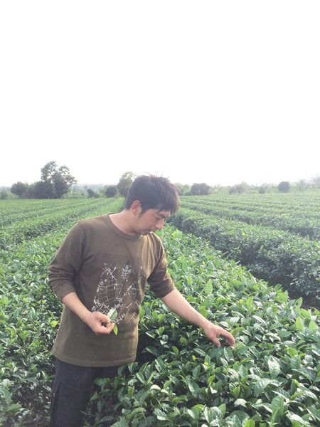 Oolong Rouge, Gold Medal Winner
