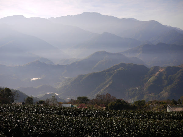 Back in stock! High Mountain Oolong Tea