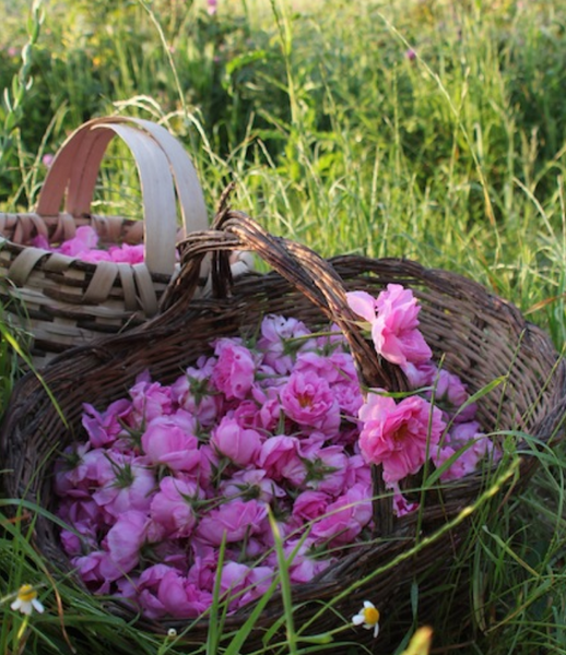 Rose Tea, Caffeine-Free