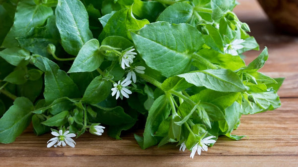 Organic Chickweed Leaf Tea, Caffeine Free