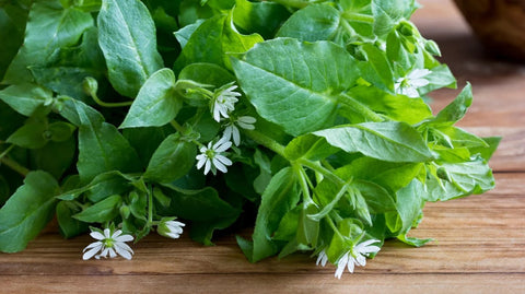 Organic Chickweed Tea, Caffeine Free