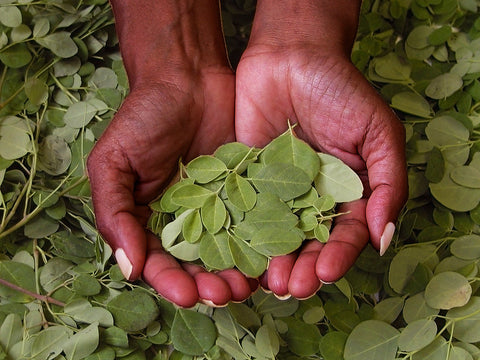 Moringa Herbal Blend Tea Bags, Caffeine-Free