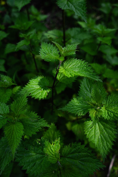 Organic Nettle Leaf Tea, Caffeine Free