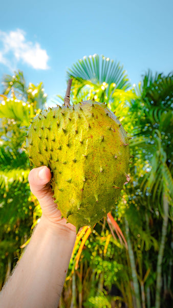 Soursop Tea, Caffeine-Free