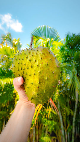 Soursop Tea, Caffeine-Free